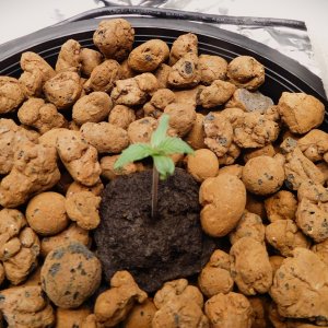 MAC Day 11 from seed (4).JPG