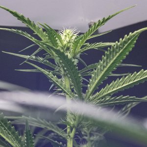 26 Mar bud two.jpg