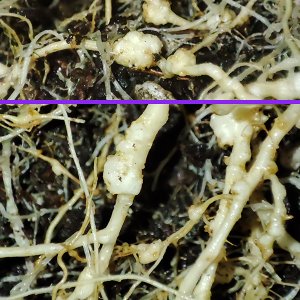 root_nodules1.jpg