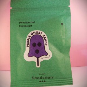 Purple Ghost Candy by Seedsman 5 (1)2.JPG