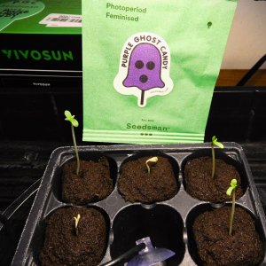 PGC day five from seed planting (1)3.JPG