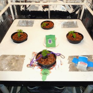 PGC day 8 veg (1).JPG