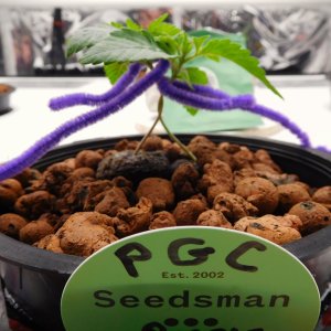 PGC day 8 veg (3).JPG