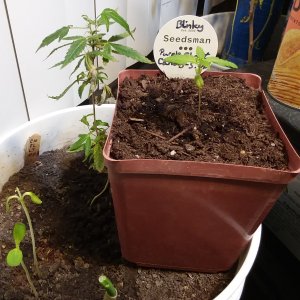 Grow Journal - RPGJCN-2024-0-04.jpg