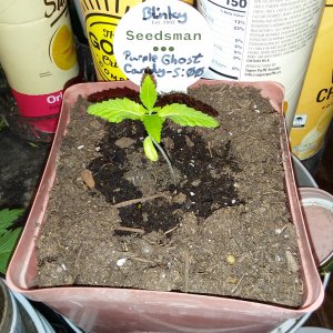 Grow Journal - RPGJCN-2024-0-05.jpg