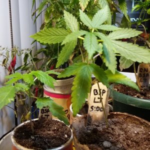 Grow Journal - RPGJCN-2024-0-12.jpg