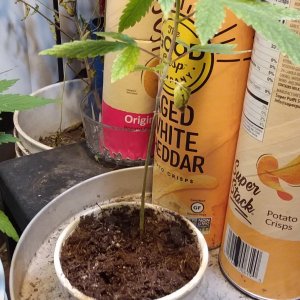 Grow Journal - RPGJCN-2024-0-16.jpg