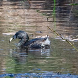 Pied-billed Grebe  Devil Diver.jpg