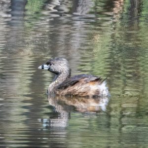 Pied-billed Grebe  Devil Diver-2.jpg