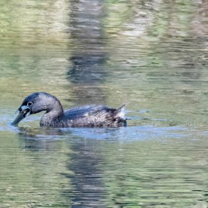 Pied-billed Grebe  Devil Diver-3.jpg