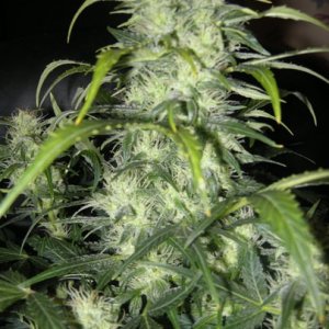 himalaya blue diesel auto flower