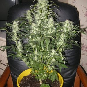 himalaya blue diesel