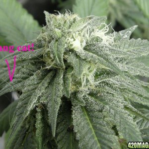 BBLpre98 bud 40 days