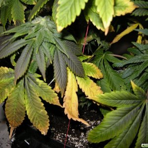 White Skunk leaves dying