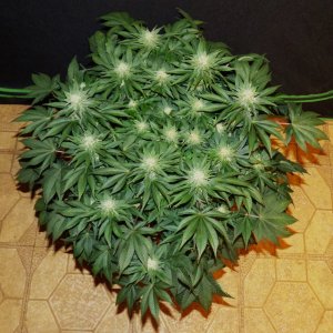 Lemon Bubble 5-1-24 F31 above.JPG