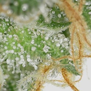 LB 5-21-24 F51 trichs.jpg