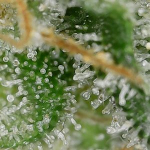 LB 5-21-24 F51 trichs3.jpg