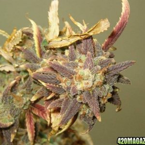 Purple Crack by QOLA