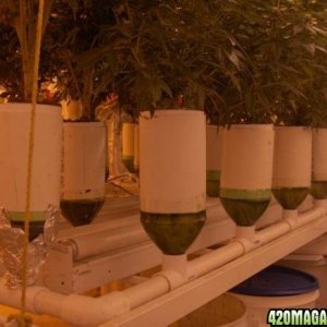 My home-made hydroponic system