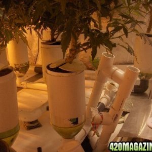 My home-made hydroponic system