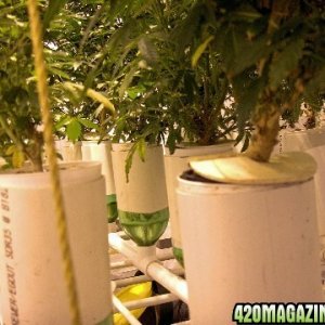 My home-made hydroponic system