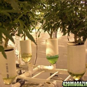 My home-made hydroponic system