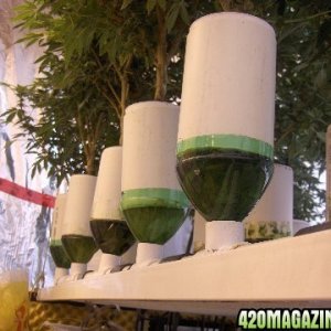 My home-made hydroponic system