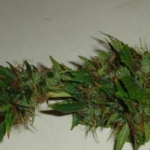 samplebud2