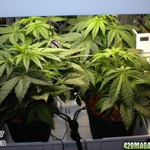 grow update 3-23-07