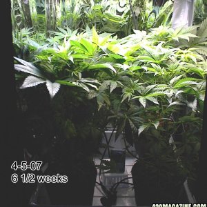 growroom_update_4-5-07