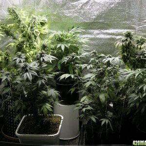 Grow Lab 80L tent