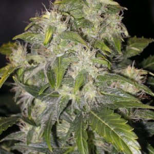 himalaya blue diesel auto flower