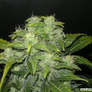 himalaya blue diesel auto flower