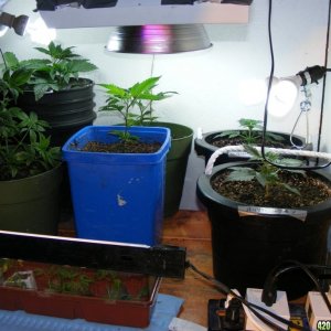 Grow Room