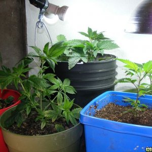 Grow Room