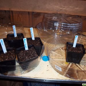 Auto Seeds Planted