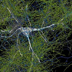 excitatory-neuron-with-all-its-axons.jpg