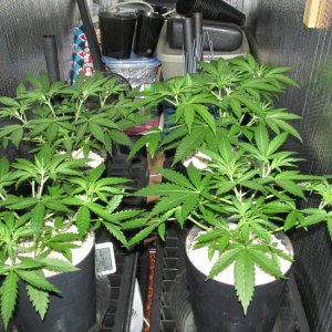 Seedsman PGC hempy.JPG