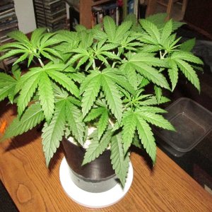 Seedsman PGC hempy.JPG