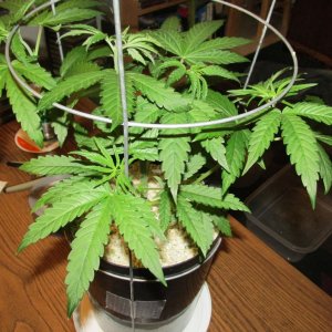 Seedsman PGC hempy.JPG