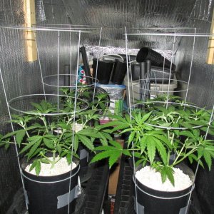 Seedsman PGC hempy caged.JPG