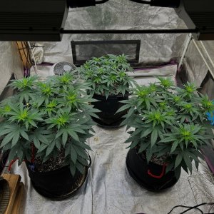 P2 clones 5-25-24 D10 in solo (2).JPG