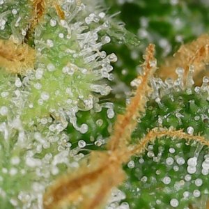 LB 5-26-24 F56 trichs (2).jpg