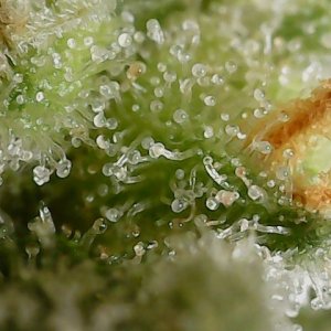 LB 5-26-24 F56 trichs (3).jpg