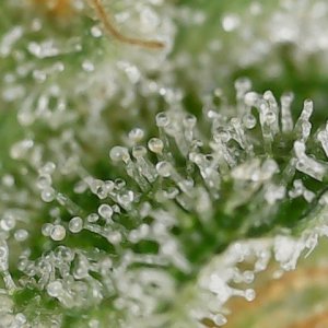 LB 5-26-24 F56 trichs (4).jpg