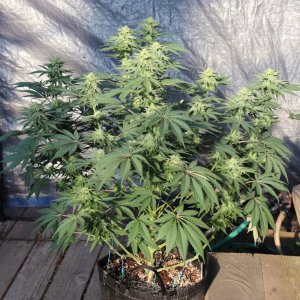 OG Kush x Grand Daddy Purple-Day 36 of Flowering/Light Dep.-5/27/24