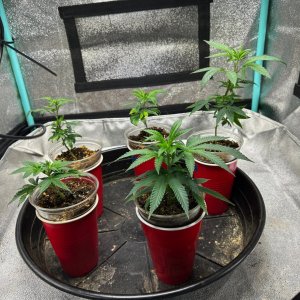 P2 clones 5-25-24 D13 in solo.JPG