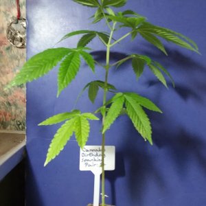 Grow Journal - RPGJCN-2024-0-27.jpg