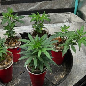 P2 clones 5-31-24 D19.JPG