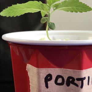 Purple Ghost Candy (Portia)-Day 11-e.JPG